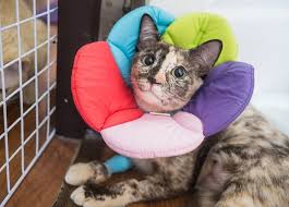 It has also been called do you have other tips on how to make a diy cat cone? 7 Diy Cat Cones How To Make Your Own At Home With Pictures Excited Cats
