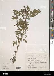 Image result for Ormocarpum