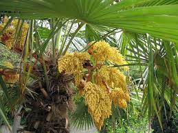 We did not find results for: Palm In Bloom With Yellow Flowers Stock Image Colourbox