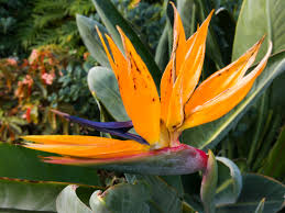 Desktop Birds Of Paradise Wallpaper Bird Of Paradise By Pistos Caedes Desktop Wallpaper Birds Of Paradise Flowers Photography Birds