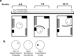 The barnes maze was designed by carol barnes in 1979 to evaluate spatial learning and memory. Progressive Impairment Of Directional And Spatially Precise Trajectories By Tgf344 Alzheimer S Disease Rats In The Morris Water Task Scientific Reports