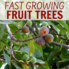 According to david parker and greg reinhard of clemson university, native persimmon trees are either male or female flowering, so multiple trees in an orchard assist in fruit set. Six Fast Growing Fruit Trees And One Vegetable Schneiderpeeps