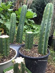Under ideal conditions, san pedr cactus can grow up to 18 inches per year and will readily shoot off new pups (branches). Trichocereus Collectors Seed Pack Cactus Kingdom