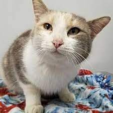 Pet Card Pet Adoption Cat Adoption Pets