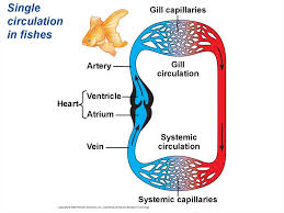 The blood is pumped into the ventricle by the atrium. Circulation And Gas Exchange Prezentaciya Onlajn