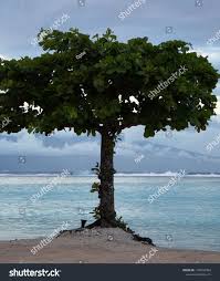 Image result for Guettarda