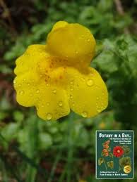 Image result for Phrymaceae