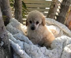 Toy Poodle Puppies Dogs Puppies Gumtree Australia Brisbane South West Forest Lake 1196171008 Poodle Puppy Puppies Toy Poodle Puppies