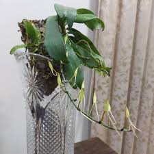 Image result for Aerangis