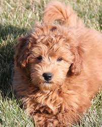 3 Types Of Mini Goldendoodles Colors Sizes And Coats