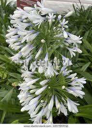Image result for Agapanthus inapertus