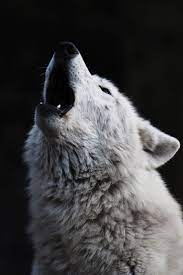 Uploaded by SweetDreamz. Find images and videos about beautiful, pretty and  tumblr on We Heart It - the app to get lost in what… | Wolf photos, Wild  wolf, Wolf love