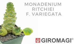 Image result for Monadenium friesii