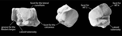 Cuboid Bone An Overview Sciencedirect Topics