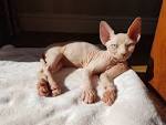 Sphynx Kittens for Sale - Felines4us