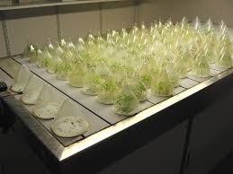 In 1855, rudolf virchow presented the idea that all living cells. Plant Physiology Wikipedia