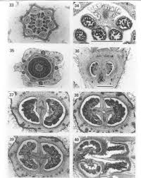 Image result for Virectaria major