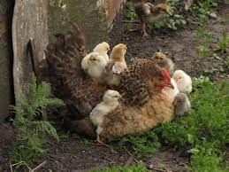 Google Image Result For Http Www Mymcpl Org Uploaded Resources Hen And Chicks Jpg Animaux Basse Cour Poules Et Poussins Animaux