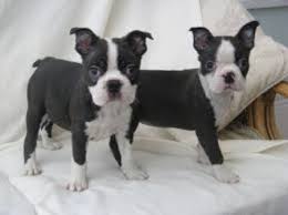 Description bella is an adorable little aca reg. Boston Terrier For Sale Philippines Petfinder