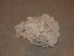 Not much life can survive that long out of the water. Curing Rock For Marine Aquariums Reef Aquarium