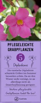 Grabpflanzen Beispiele Fur Pflegeleichte Pflanzen Grabpflanzen Pflanzen Pflegeleichte Pflanzen