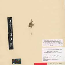 Image result for Cheilanthes schimperi