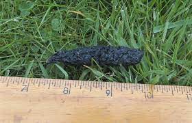 Check spelling or type a new query. Dogs First Why Why Why Does Dudley Roll In Fox Poo We Ve All Encountered This The Horror Just Had His Bath That S Vital We Re Out The Next Morning Down The Beach