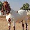 Jenis kambing tersebut sangatlah beragam, ada kambing dari indonesia, ataupun hasil introduksi dengan kambing luar, ataupun melakukan perkawinan silang dengan varietas lokal yang juga ada di indonesia. 1