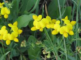 Image result for Lotus namulensis