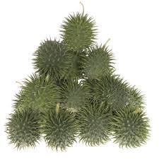 Image result for Cucumis hirsutus