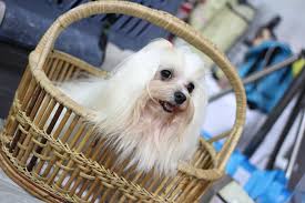 It is one of the specialties of shih tzu. Shih Tzu Grooming Guide Home Grooming Advice Hair Styles