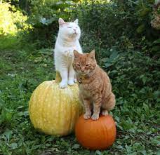 waiting for our fairy godmother to turn ours pumpkins into a carriage halloween 2018 かご猫 かわいいペット ねこ