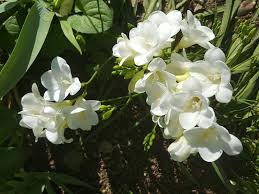 Use these flowers that attract hummingbirds to create an amazing hummingbird habitat in your backyard. 23 Best African Flowers And Pictures You Should See Florgeous