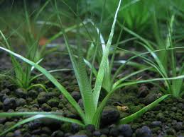 Image result for Eriocaulon