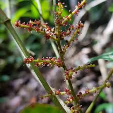 Image result for Ampelocissus obtusata