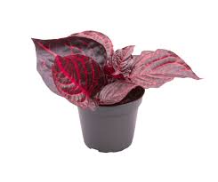 Image result for Iresine