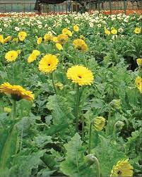 Sri Lanka S Floriculture Sector Generates High Net Foreign Exchange Earnings To The Country While Contributing To Employmen Horticulturist Plants Garden Plants