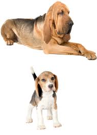 We did not find results for: Beagle Bloodhound Mix Our Guide To This Intriguing Cross Breed