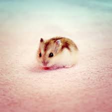 Baby Hamster By Shiiranni On Deviantart Cute Hamsters Baby Hamster Cute Animals