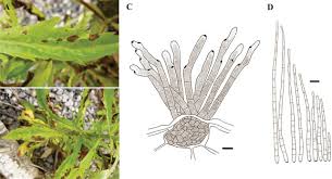 Image result for Conyza limosa