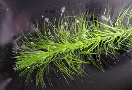 Image result for Lagarosiphon