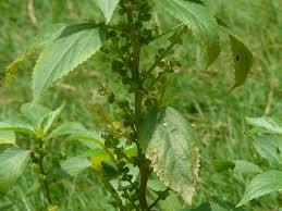 Image result for Acalypha lanceolata