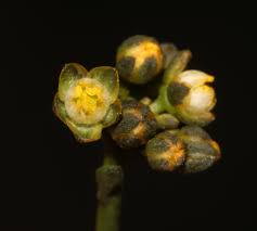 Image result for Limeum