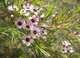 Wachsblume Chamelaucium Uncinatum Pflege Vermehrung Majas Pflanzenwelt Wachsende Blumen Wachsblume Saisonale Blumen