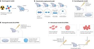 OBSERVE: guidelines for the refinement of rodent cancer models | Nature  Protocols
