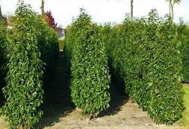 Portugiesischer Kirschlorbeer Prunus Lusitanica Angustifolia 125 150cm Heckenpflanzen Heijnen Kirschlorbeer Portugiesische Kirschlorbeer Garten Gestalten