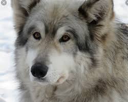 St Bernard Wolf Mix 2025