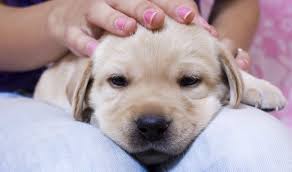 They should be fed four small meals during the day to meet growth and energy needs. Labrador Puppy Behaviour
