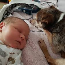 Profile for Chewy the Chihuahua