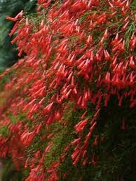 Cacti flowers are typically quite spectacular and very complex. Red Firecracker Fern Firecracker Plant Coral Fountain Plant Hummingbird Plants Almost Eden